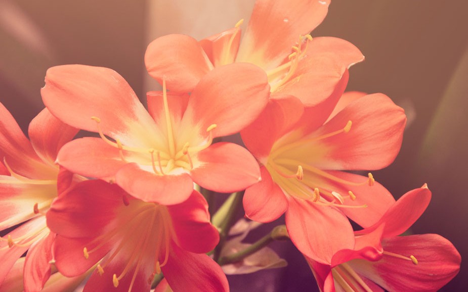 Mudanzas de jardines ¿Se puede?