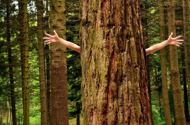 ¿Qué es una mudanza ecológica?