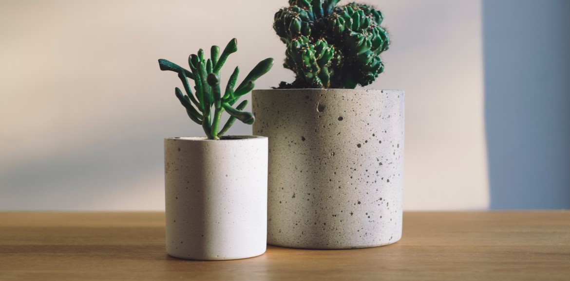 Comprar plantas tras una mudanza