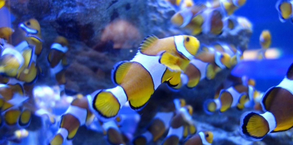 Mudanza de un acuario