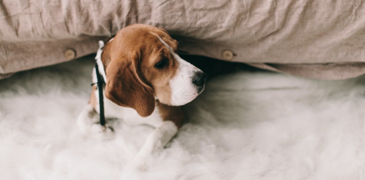 5 cosas importantes para hacer una mudanza con perros