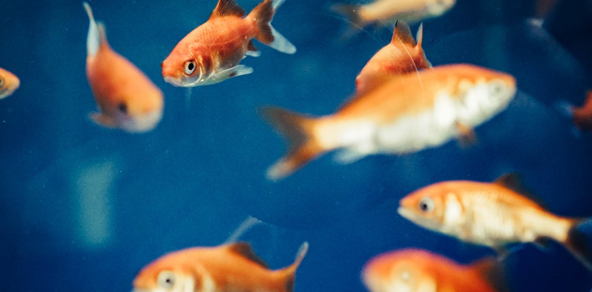 Consejos para transportar peces en viajes largos