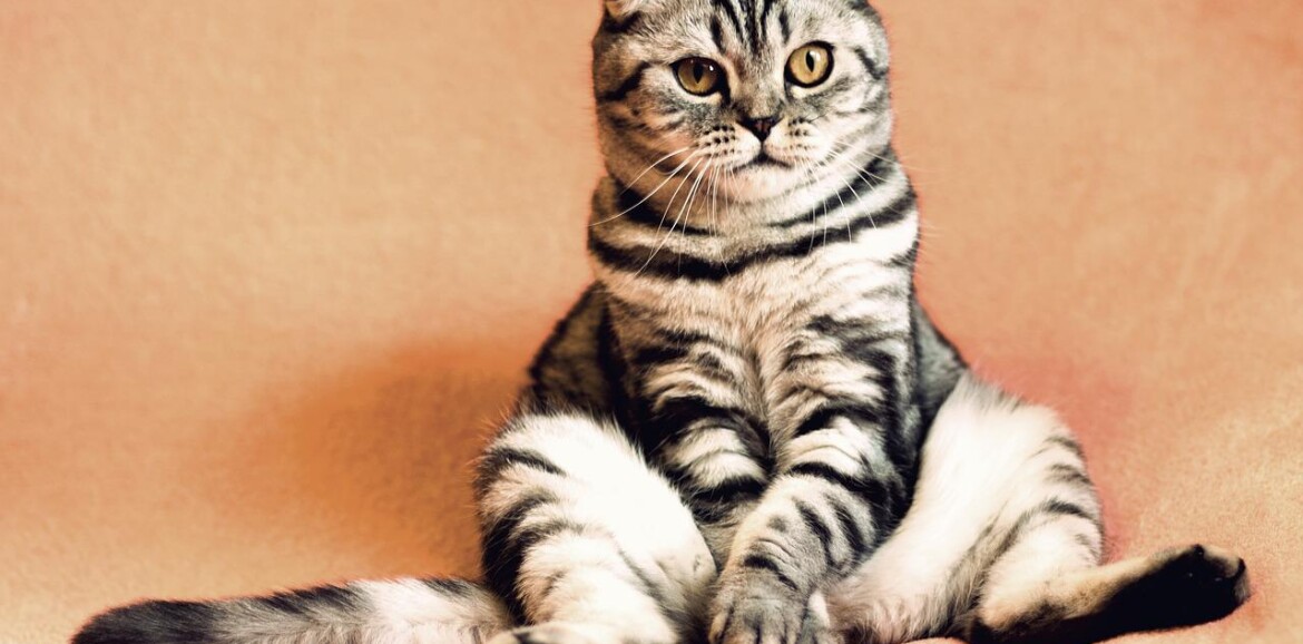 Mudanza con gatos: detalles para hacerlas más fáciles